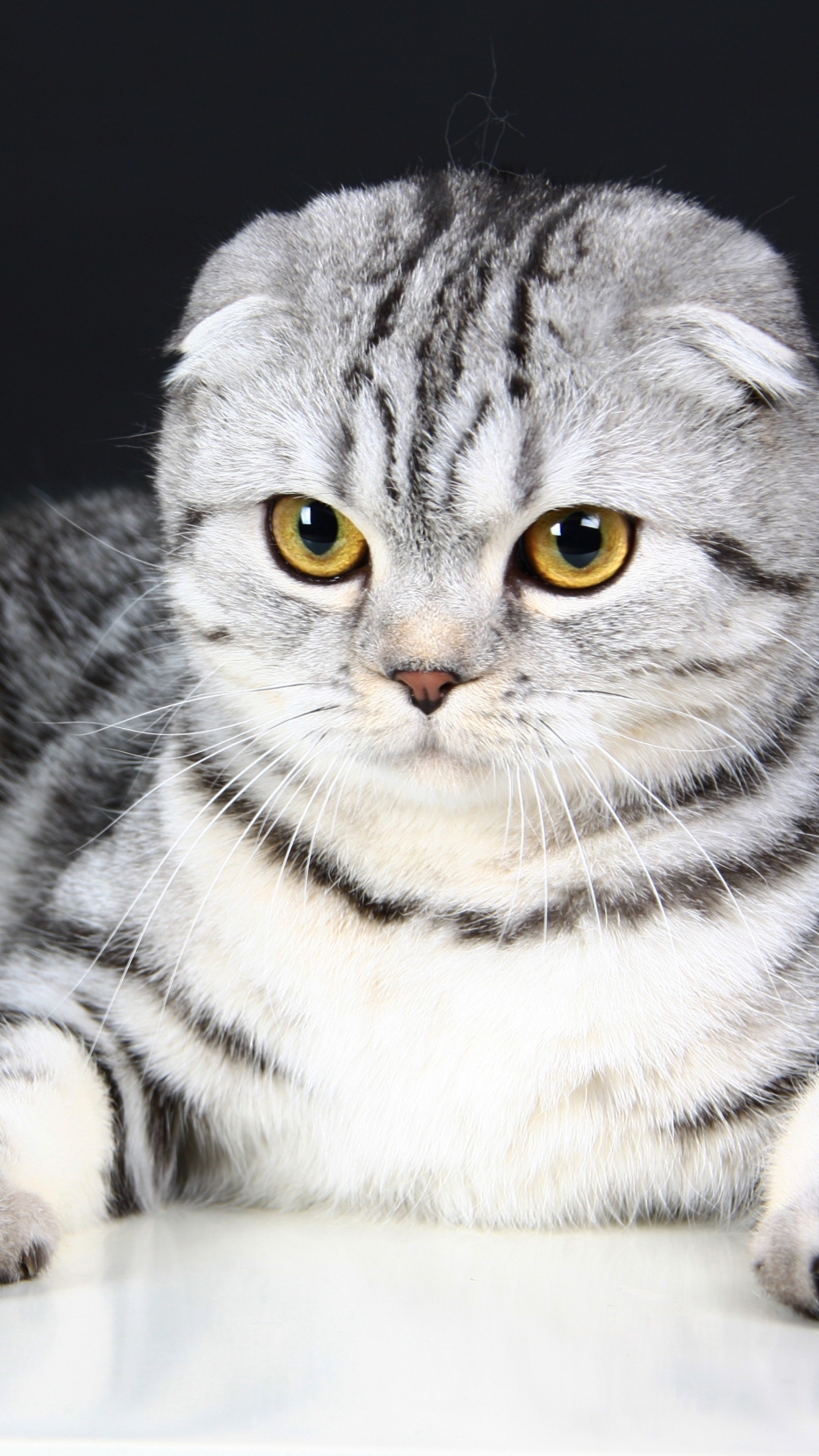 Пепельный вислоухий кот полосатый