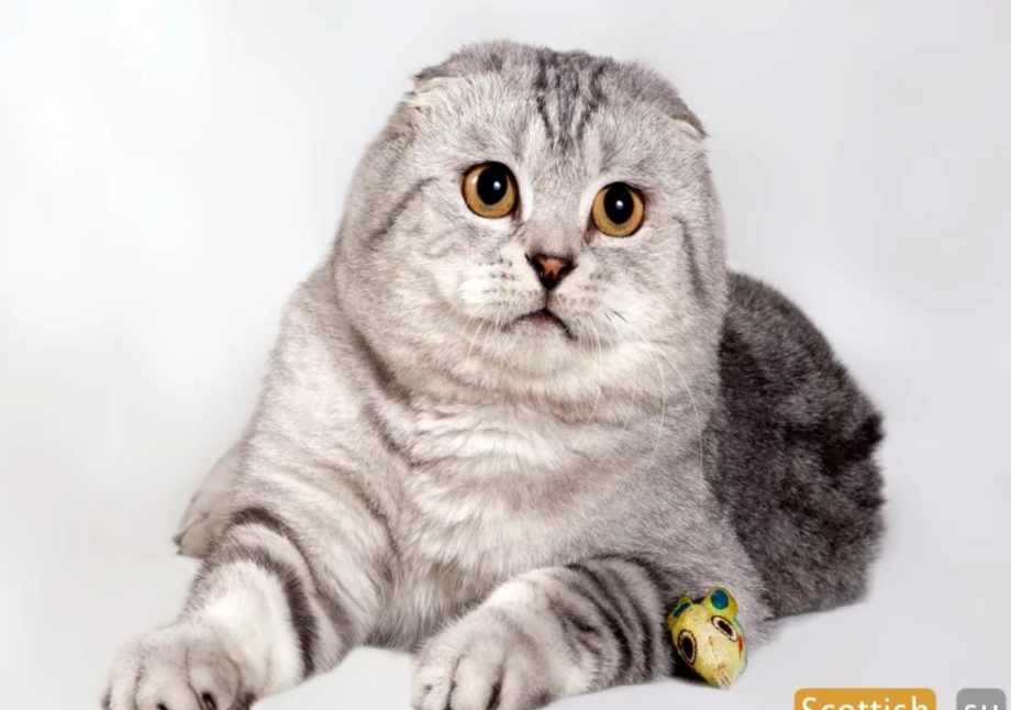 Шотландская вислоухая кошка фолд