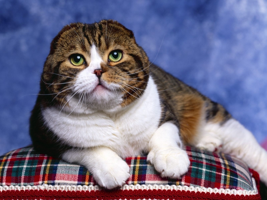 Шотландская вислоухая кошка
