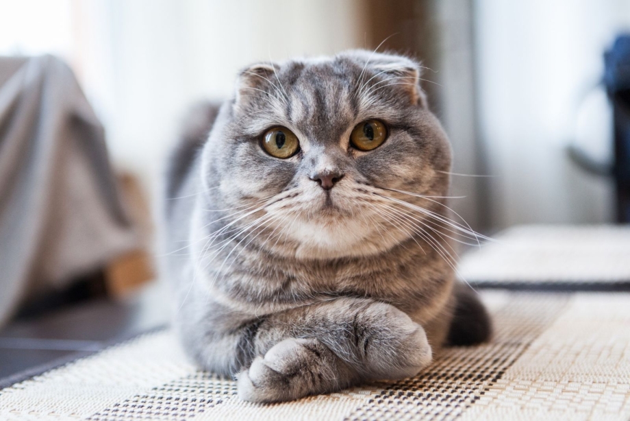 Шотландский вислоухий кот Тимоша