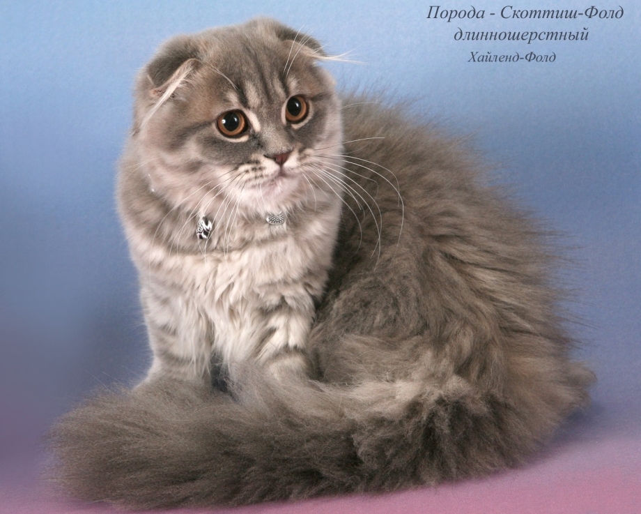 Скоттиш фолд длинношерстный