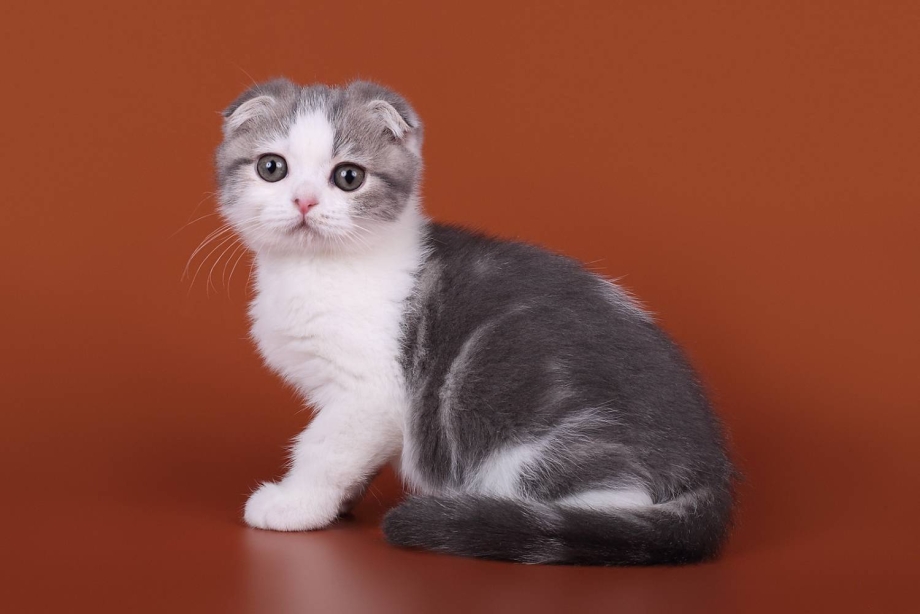 Скоттиш-фолд Шотландская вислоухая кошка