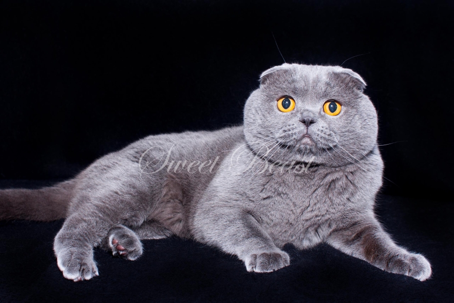 Шотландская вислоухая кошка