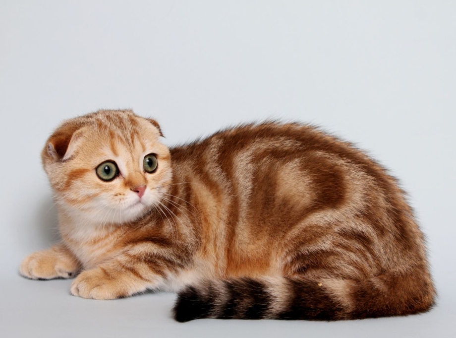 Скоттиш фолд Манчкин