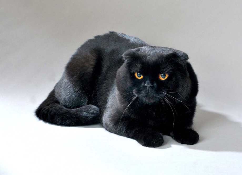 Шотландская кошка скоттиш фолд черный