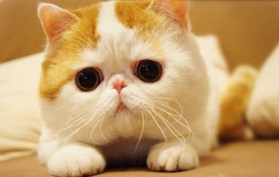 Японский кот Снупи