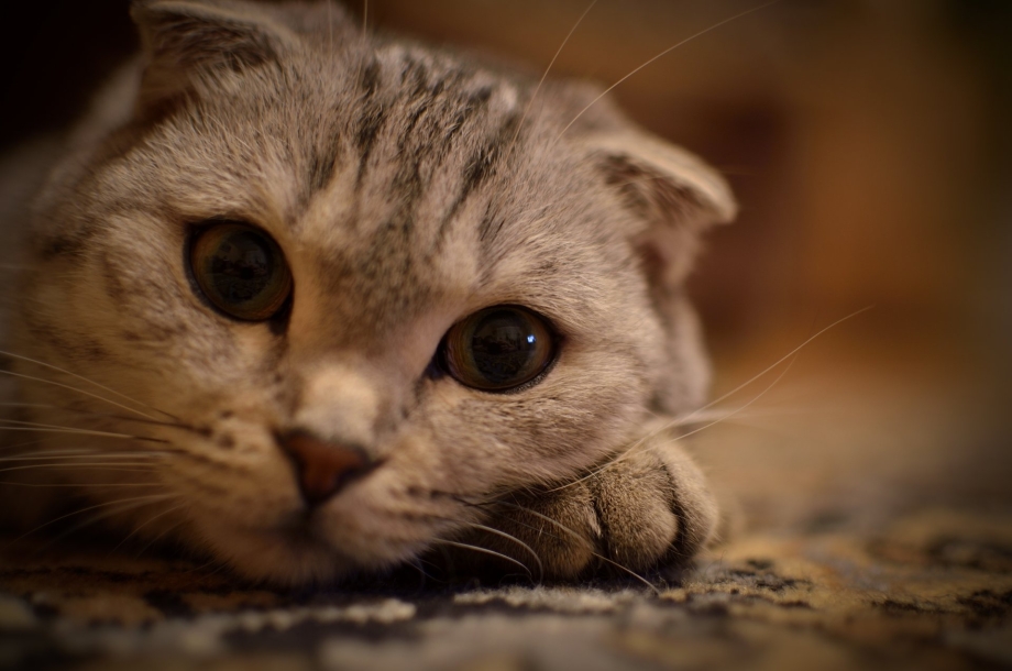 Взгляд котенка