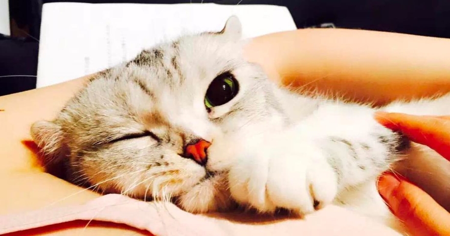 Милые котики большие