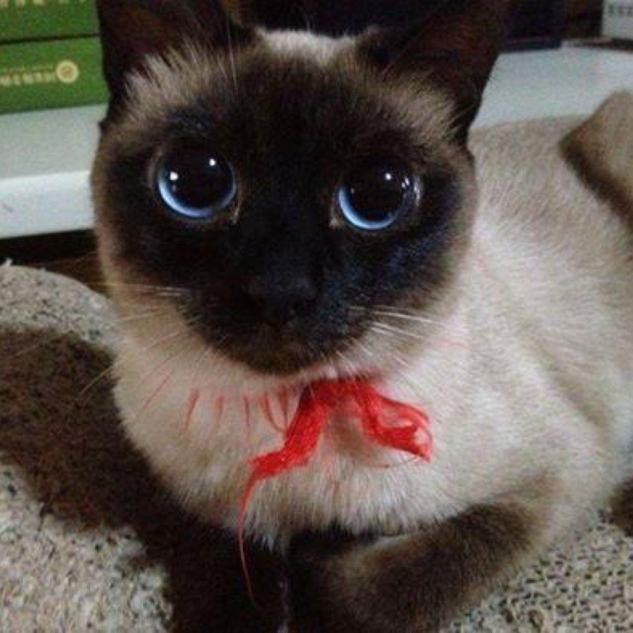 Котенок с огромными глазами