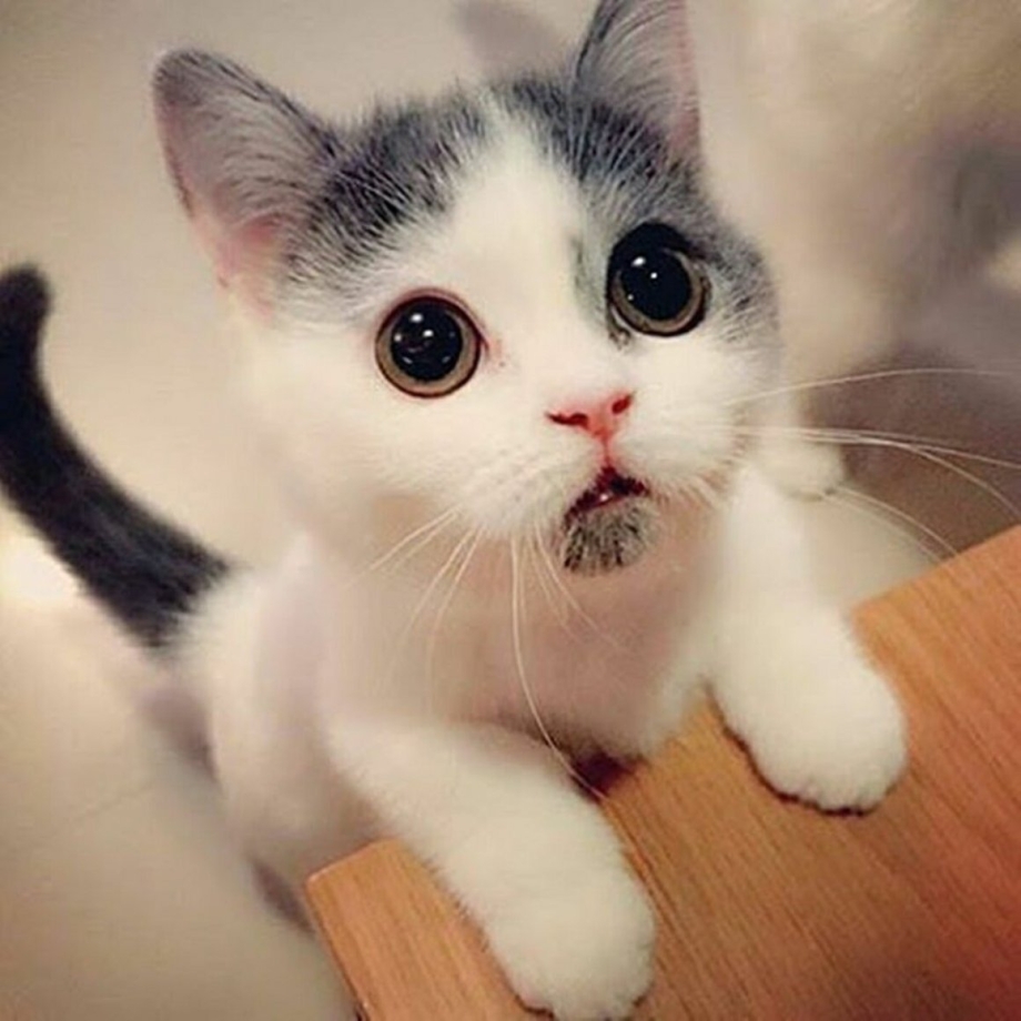 Милые котёнки