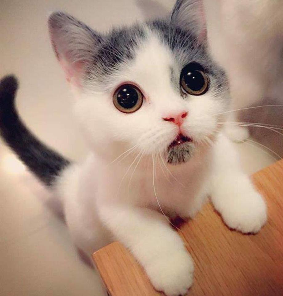 Мыло котик
