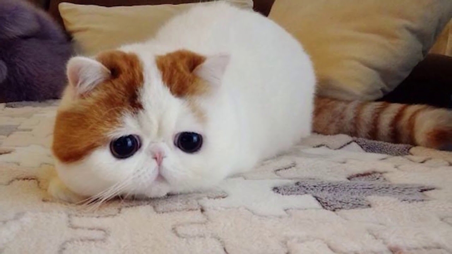 Самый милый кот