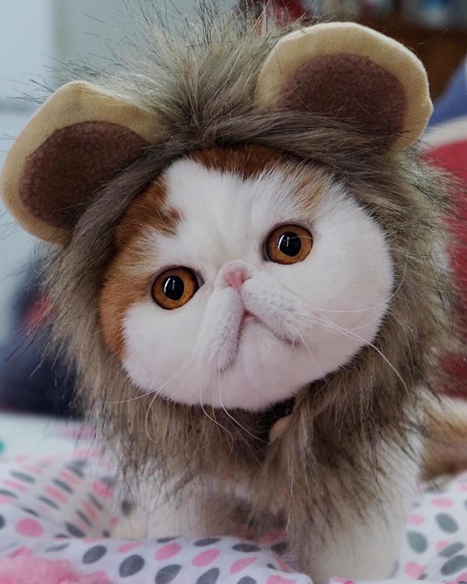 Кот Снупи