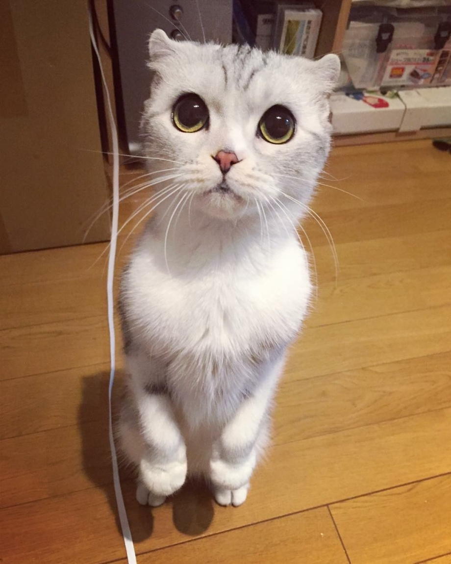 Котик с большими глазами