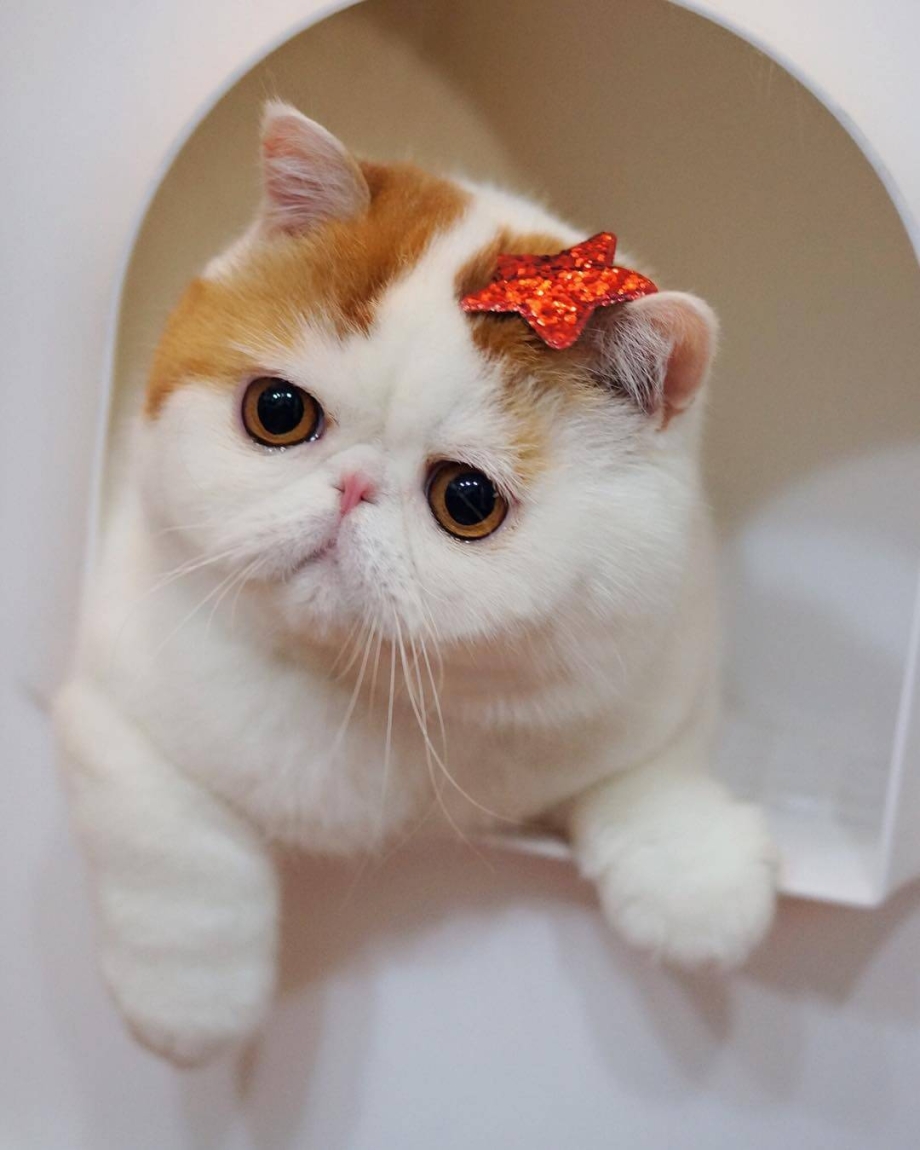 Кошки экзоты короткошерстные