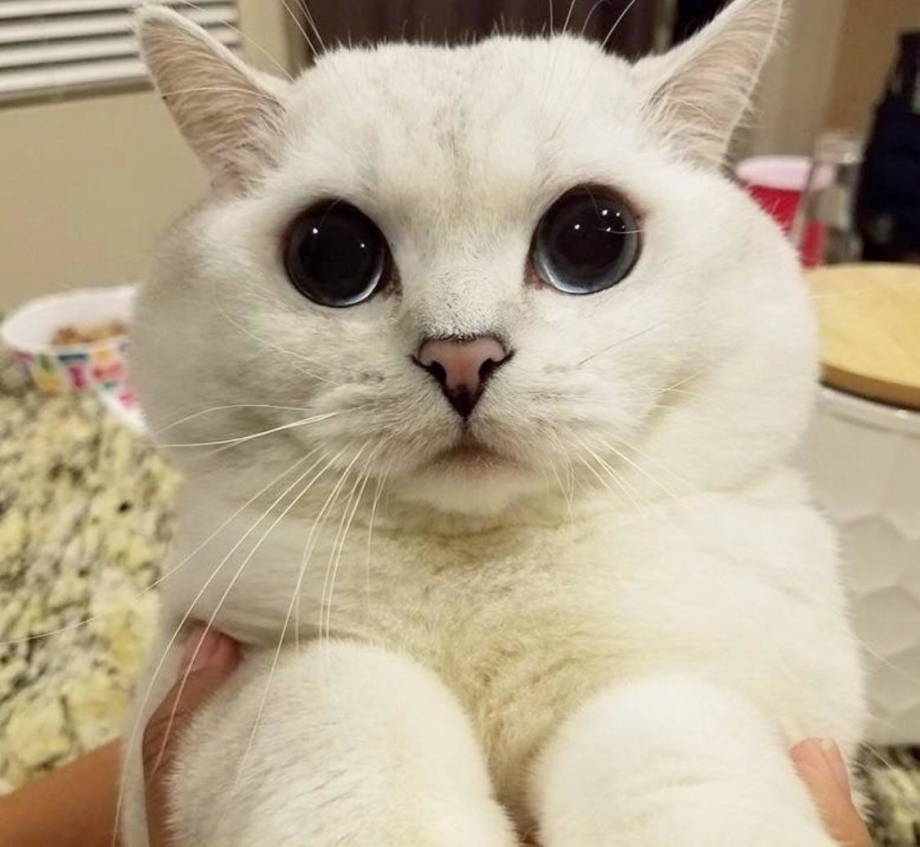 Кот с большими глазками