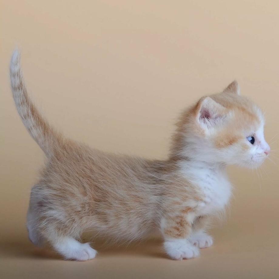 Котята породы Манчкин