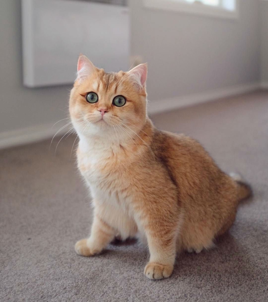 Шотландская кошка Золотая шиншилла