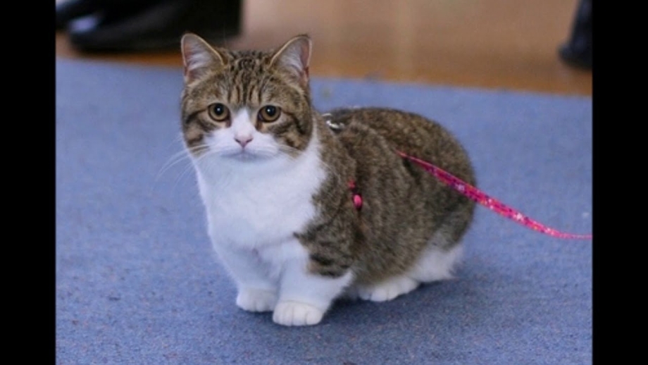 Коротконогие кошки Манчкин