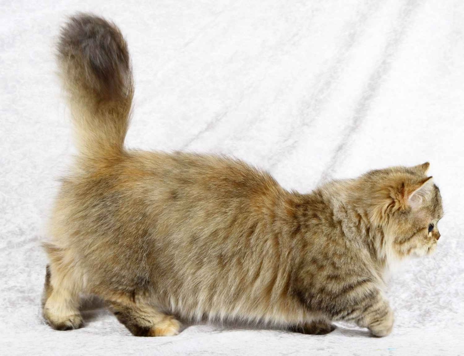Манчкин кошка