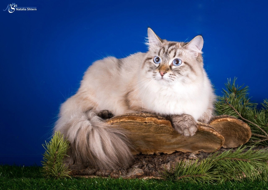 Невская маскарадная кошка