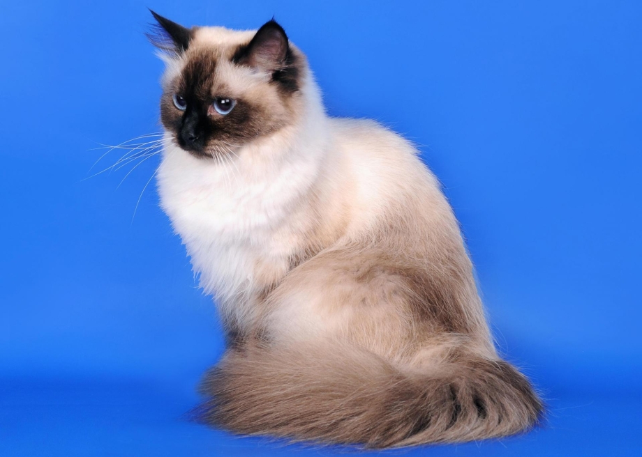 Невская Фестивальная кошка