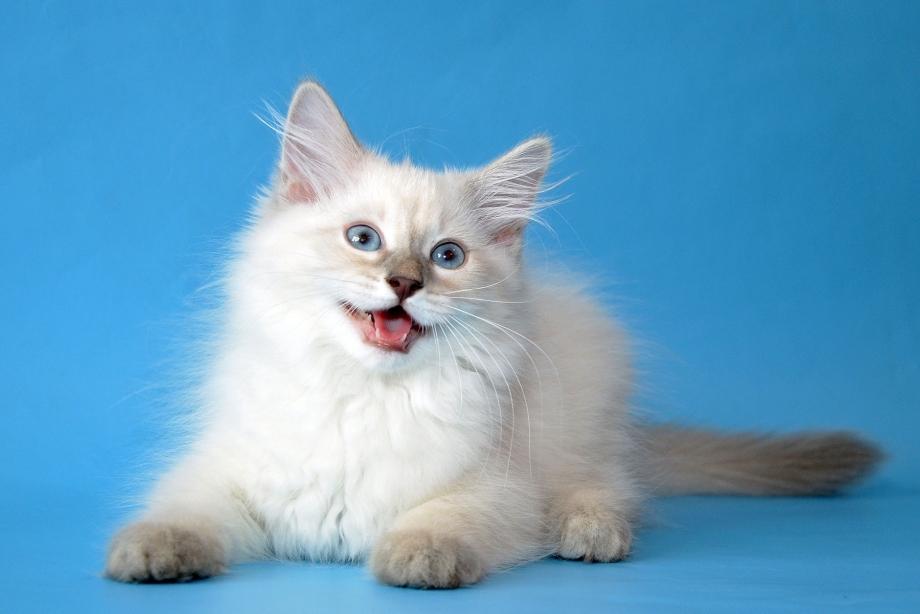 Невские маскарадные кошки котята