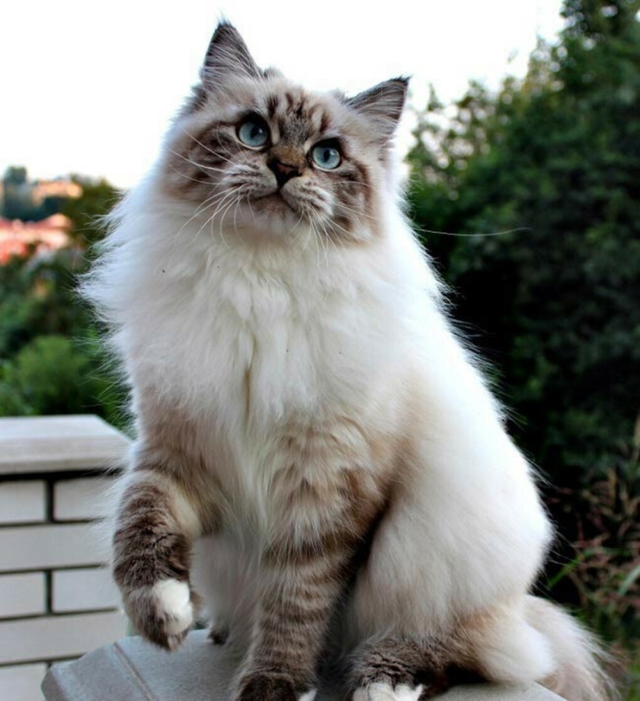 Невская кошка Невская маскарадная