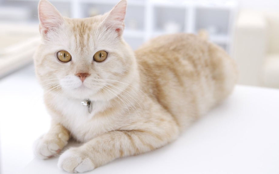 Шотландская скоттиш страйт шиншилла