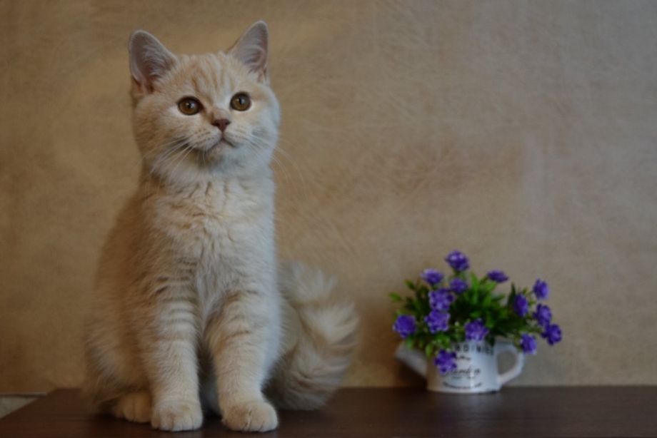 Котенок кремового цвета