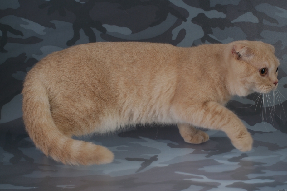 Скоттиш фолд палевая
