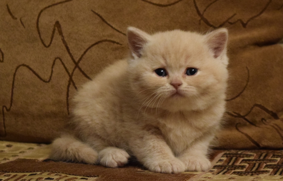 Кремовый табби шотландский прямоухий котёнок