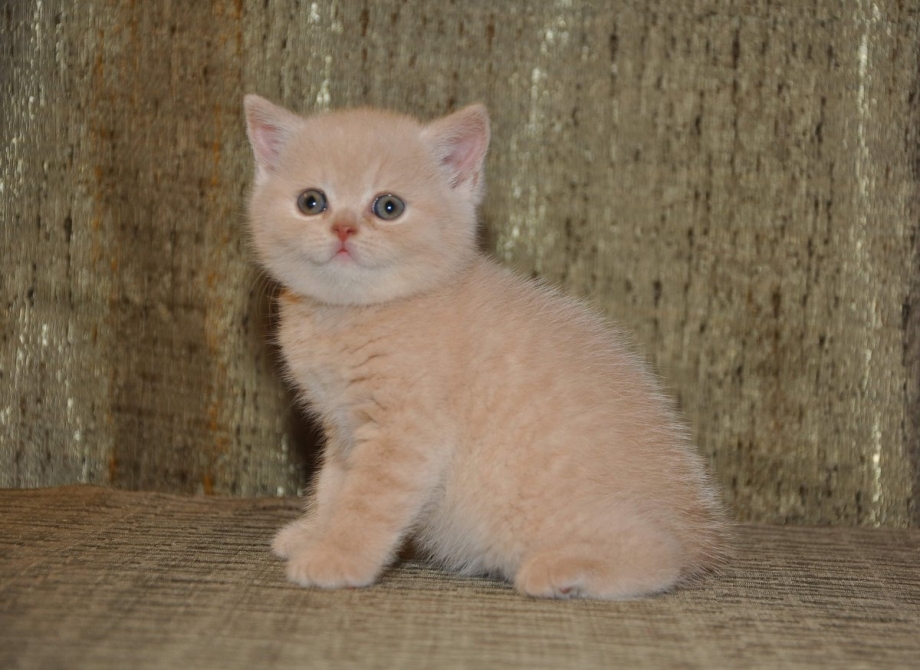 Бурманская кошка