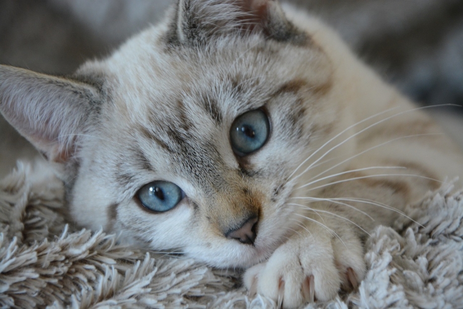 Голубоглазая кошка
