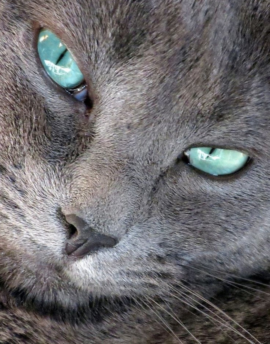 Кошачий глаз