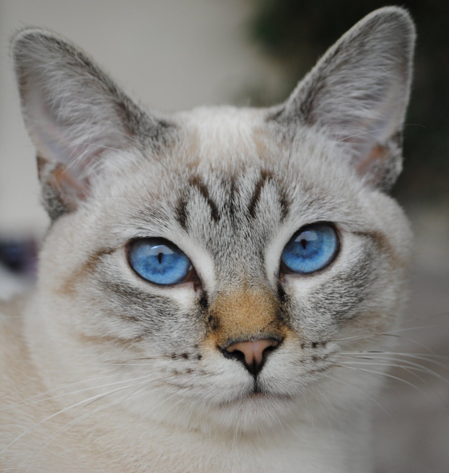 Балинезийская кошка