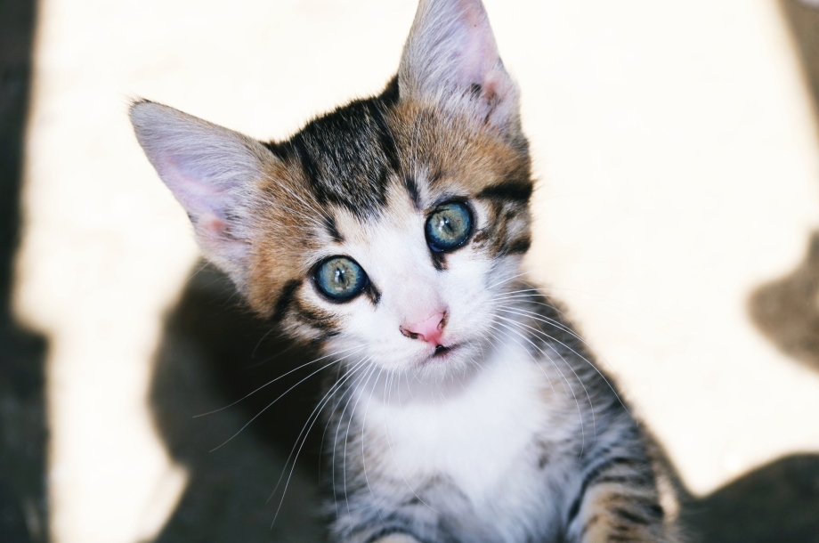 Цвет глаз у котят
