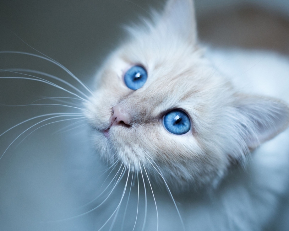 Сиамская вислоухая кошка