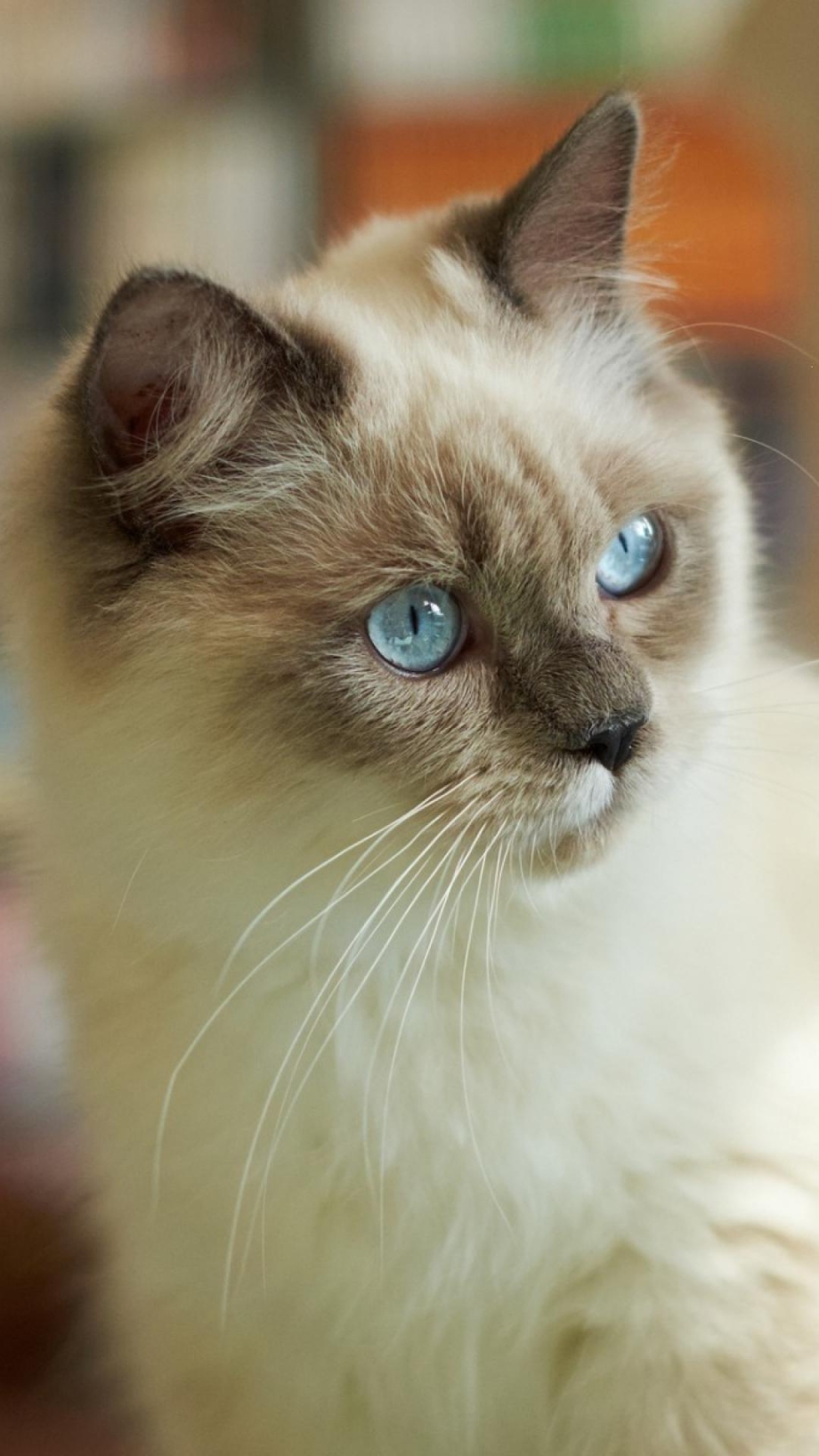 Сиамская турецкая кошка