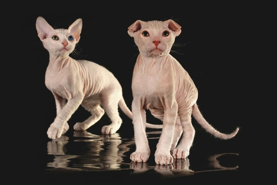 Коты породы Эльф