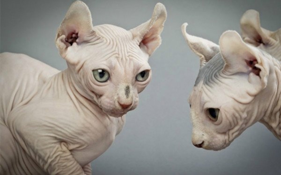 Эльф сфинкс кошка