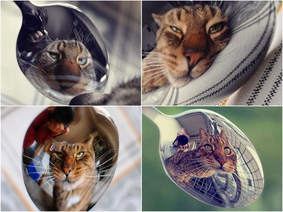 Коты в отражении