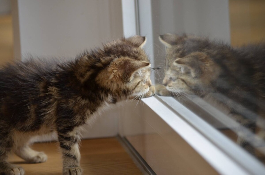 Дом для котят