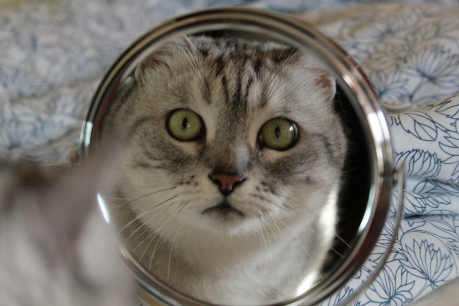 Зеркальный кот