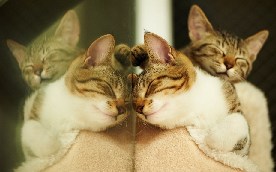 Влюбленные коты
