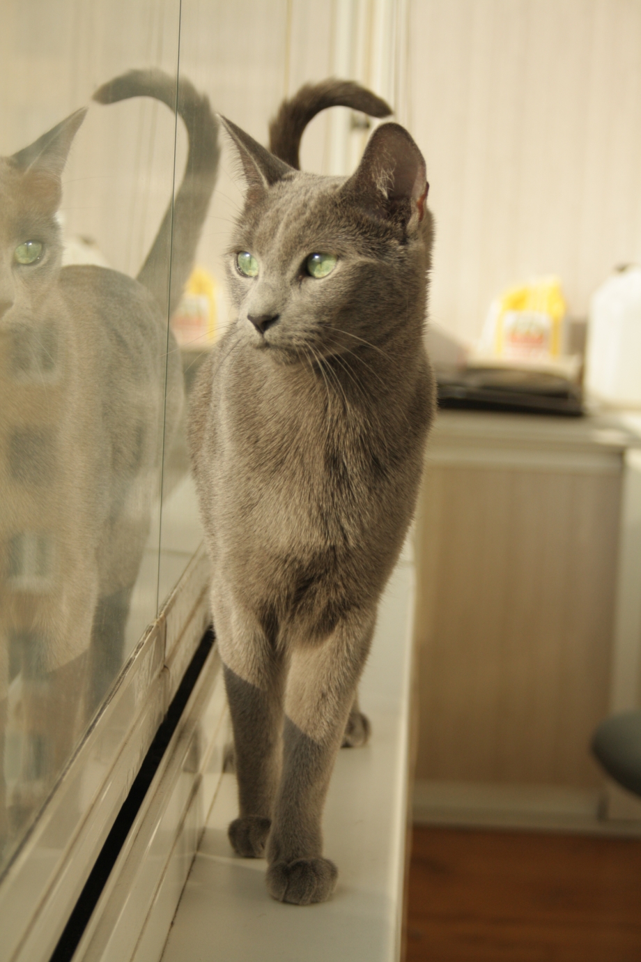 Кот в отражении