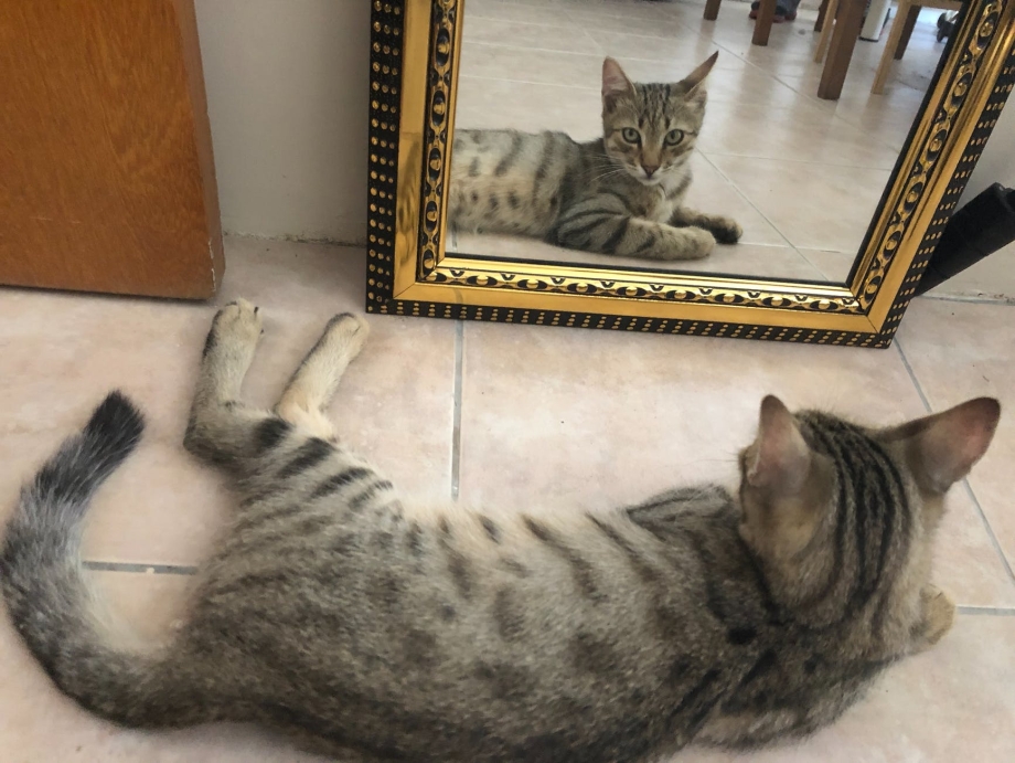 Зеркальная кошка