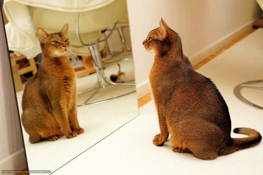 Кошка и зеркало