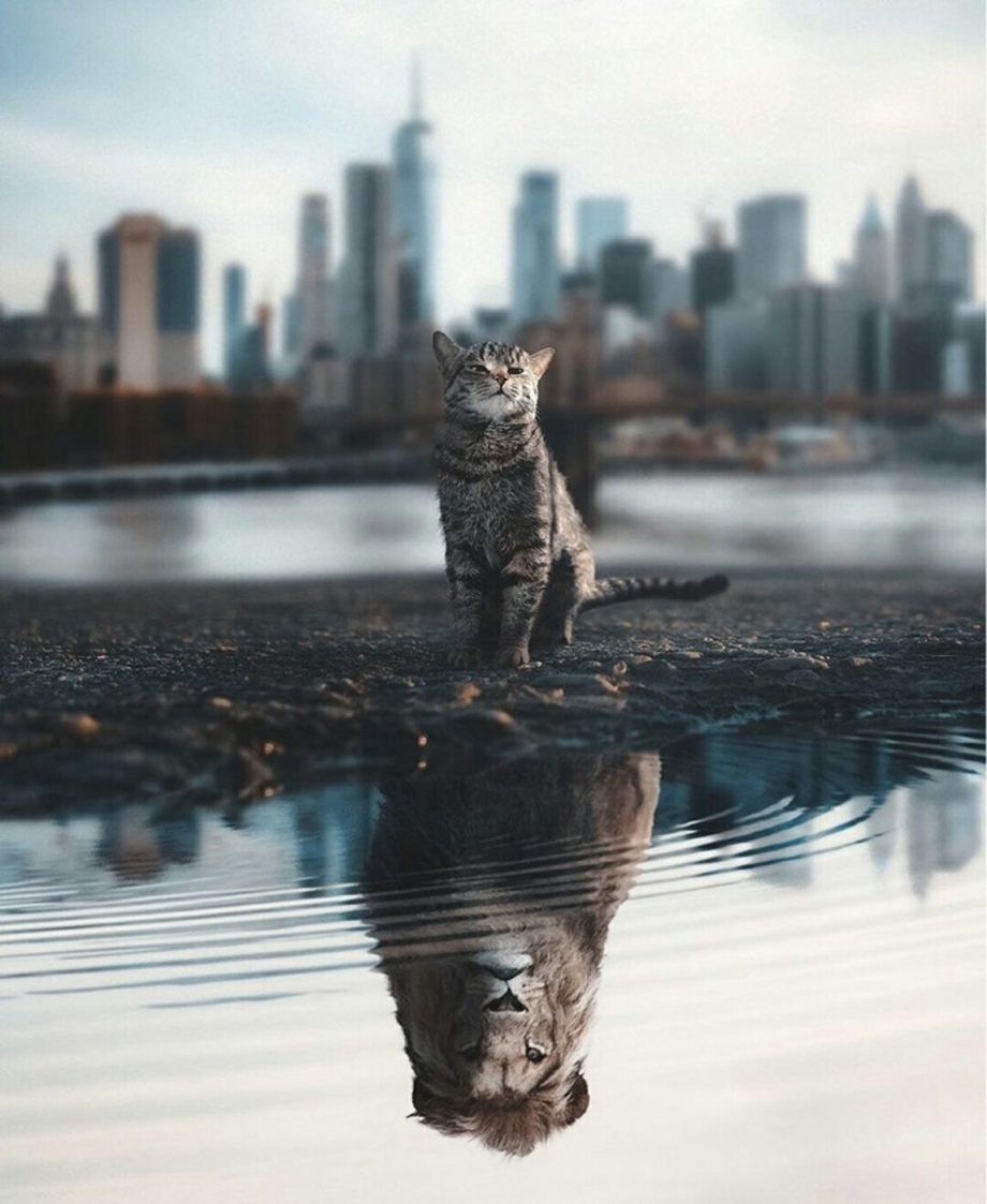 Котенок в отражении Лев