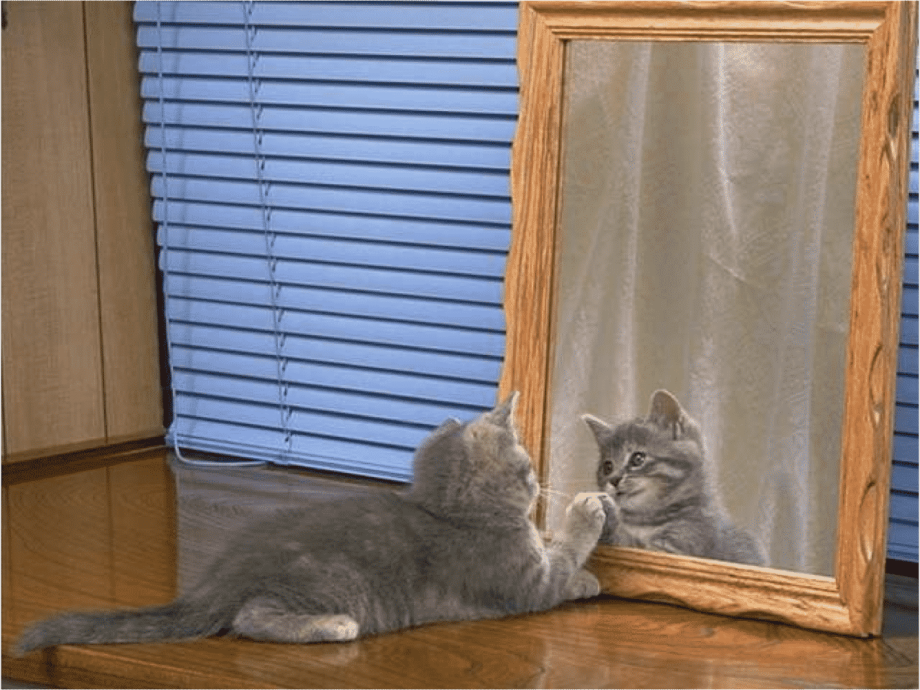 Котенок в зеркале